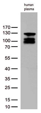 C6 Antibody in Western Blot (WB)