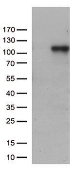 C6 Antibody in Western Blot (WB)