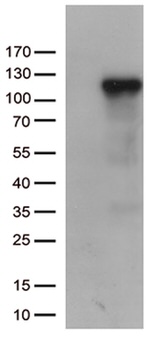 C6 Antibody in Western Blot (WB)