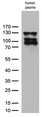 C6 Antibody in Western Blot (WB)