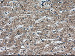 C9orf41 Antibody in Immunohistochemistry (Paraffin) (IHC (P))