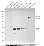 TAP Tag Antibody in Western Blot (WB)