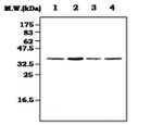 DFFB Antibody in Western Blot (WB)