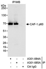 CAF-1 p60 Antibody in Immunoprecipitation (IP)