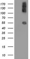 CALCOCO2 Antibody in Western Blot (WB)