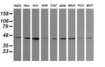 CALR3 Antibody in Western Blot (WB)