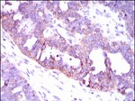 CaMKIV Antibody in Immunohistochemistry (Paraffin) (IHC (P))