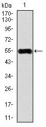 CaMKIV Antibody in Western Blot (WB)