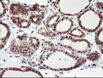 CAMLG Antibody in Immunohistochemistry (Paraffin) (IHC (P))
