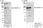 CAMSAP1L1 Antibody in Western Blot (WB)