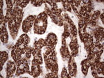 CANT1 Antibody in Immunohistochemistry (Paraffin) (IHC (P))