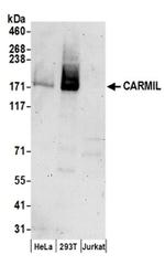 CARMIL Antibody in Western Blot (WB)