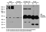 Cas9 Antibody in Immunoprecipitation (IP)