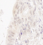 CASC5 Antibody in Immunohistochemistry (IHC)