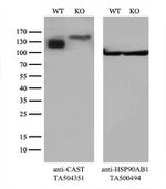 CAST Antibody in Western Blot (WB)