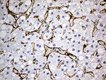 CAV1 Antibody in Immunohistochemistry (Paraffin) (IHC (P))