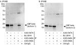 CBF-beta Antibody in Immunoprecipitation (IP)