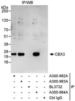 CBX3 Antibody in Immunoprecipitation (IP)