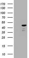 CBX8 Antibody in Western Blot (WB)