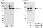 CCDC18 Antibody in Western Blot (WB)