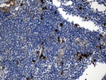 CCDC22 Antibody in Immunohistochemistry (Paraffin) (IHC (P))