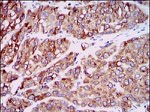 MCP-1 Antibody in Immunohistochemistry (Paraffin) (IHC (P))