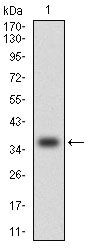 MCP-1 Antibody in Western Blot (WB)