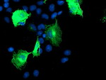 CCM2 Antibody in Immunocytochemistry (ICC/IF)