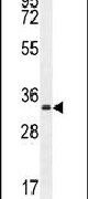 Cyclin H Antibody in Western Blot (WB)