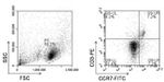 CCR7 Antibody in Flow Cytometry (Flow)