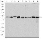 TCP-1 beta Antibody in Western Blot (WB)