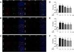 CD11b Antibody in Immunocytochemistry (ICC/IF)