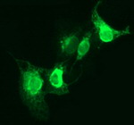 CD163 Antibody in Immunocytochemistry (ICC/IF)