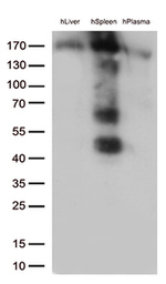 CD163 Antibody in Western Blot (WB)