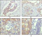 CD166 Antibody in Immunohistochemistry (Paraffin) (IHC (P))