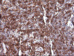 CD1C Antibody in Immunohistochemistry (Paraffin) (IHC (P))