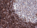 CD1C Antibody in Immunohistochemistry (Paraffin) (IHC (P))