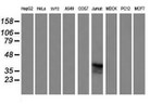 CD1C Antibody in Western Blot (WB)