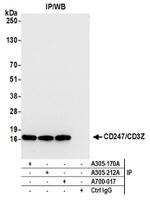 CD247/CD3Z Antibody in Western Blot (WB)