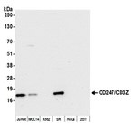 CD247/CD3Z Antibody in Western Blot (WB)