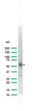 CD2 Antibody in Western Blot (WB)