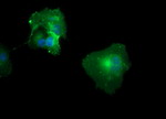 CD33 Antibody in Immunocytochemistry (ICC/IF)