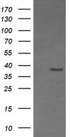 CD33 Antibody in Western Blot (WB)