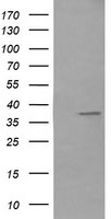 CD33 Antibody in Western Blot (WB)