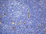 CD34 Antibody in Immunohistochemistry (Paraffin) (IHC (P))