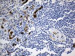 CD34 Antibody in Immunohistochemistry (Paraffin) (IHC (P))