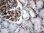 CD34 Antibody in Immunohistochemistry (Paraffin) (IHC (P))