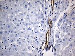 CD34 Antibody in Immunohistochemistry (Paraffin) (IHC (P))