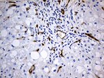 CD34 Antibody in Immunohistochemistry (Paraffin) (IHC (P))