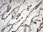 CD34 Antibody in Immunohistochemistry (Paraffin) (IHC (P))